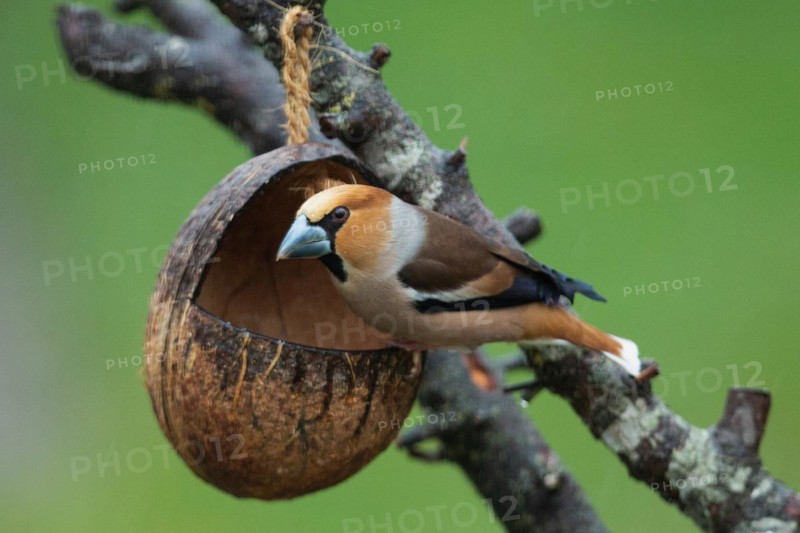Core biter sitting on feeding dish on branch