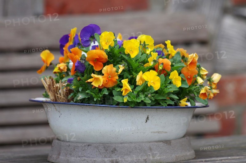 Pansy