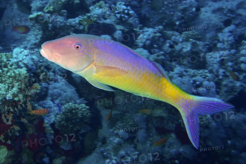 Golden goatfish