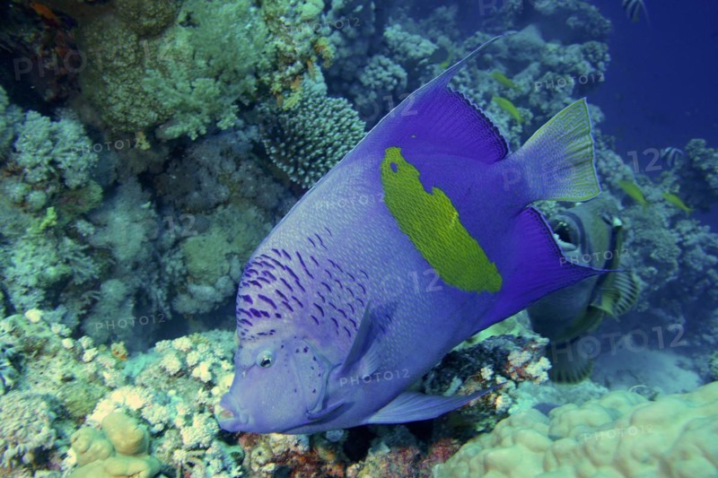 Halfmoon angelfish