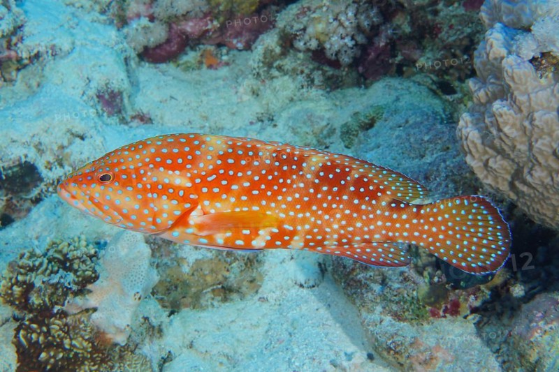 Jewel grouper