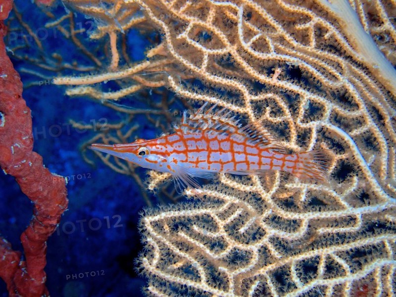 Longnose hawkfish