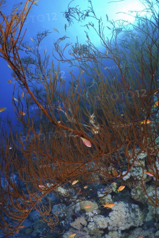 Black bushy black coral