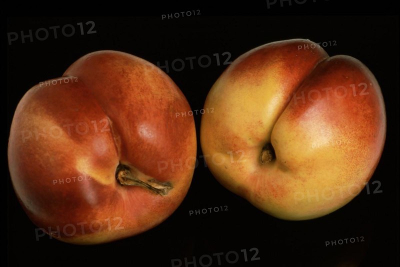 Nectarines