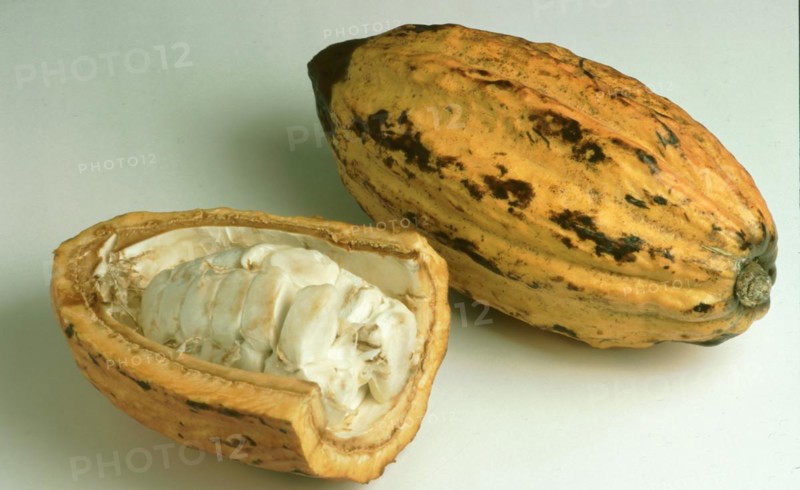 Exotic fruits: ripe cocoa fruit