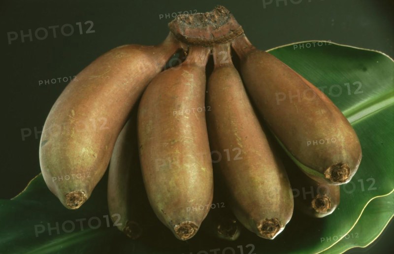 Bananas: red fire bananas