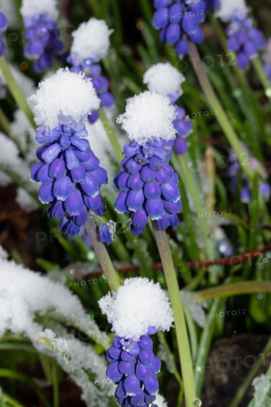 Vineyard grape hyacinth some inflorescences with blue flowers in snow