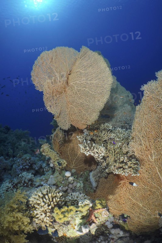 Giant sea fan