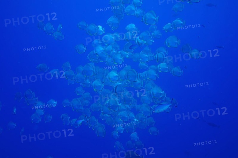 Large group of roundhead batfish