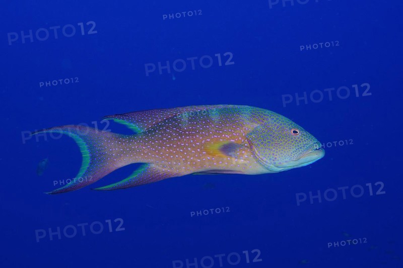 Yellow-edged lyretail