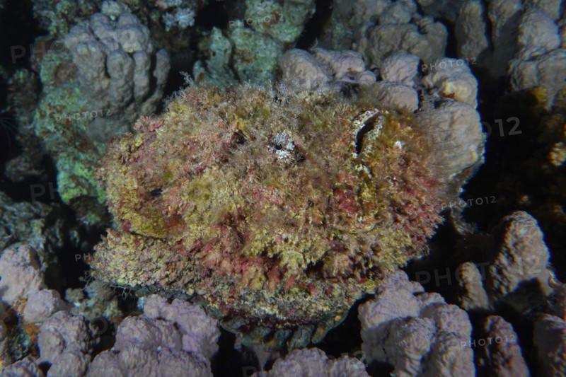 Reef stonefish