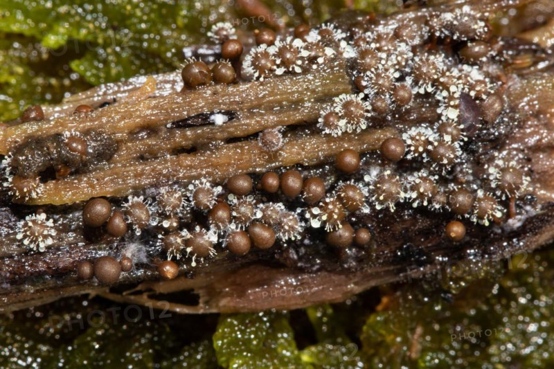 Red-headed slime mould white fruiting balls on several conical red-brown fruiting bodies next to each other on tree trunk