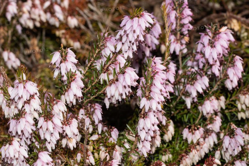 Snow bell heather