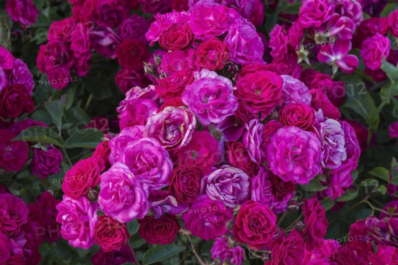 Moderns Shrub Rose