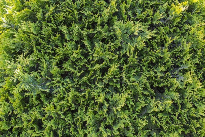 Emerald White Cedar