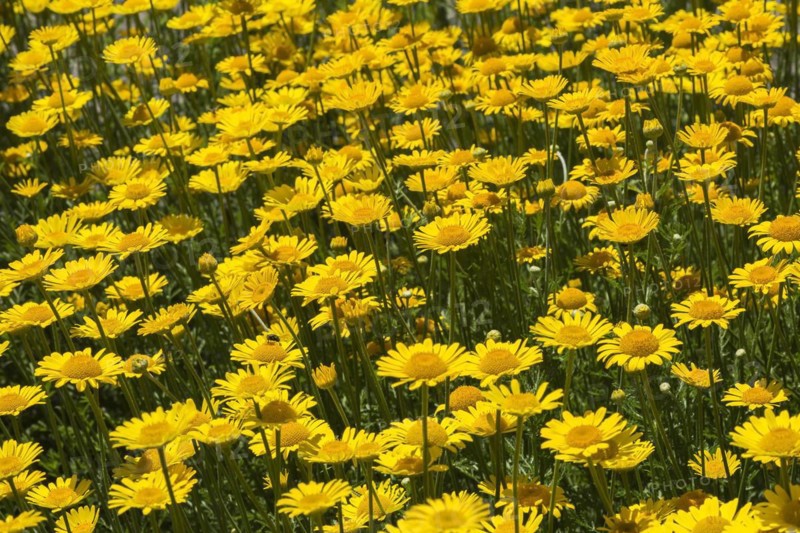 Yellow Dyer's Chamomile