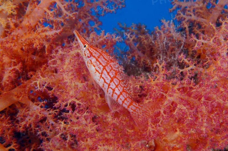 Longnose hawkfish