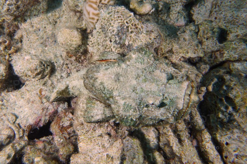 A well camouflaged humphead dragonhead