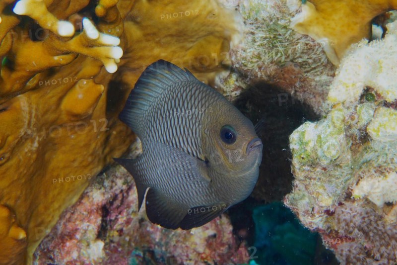 Threespot dascyllus