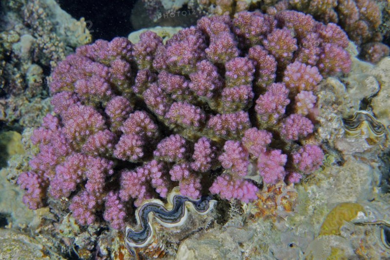 Raspberry coral