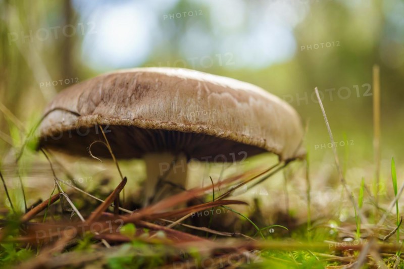 Close-up of a brown mushroom among pine branches illuminated by sunlight