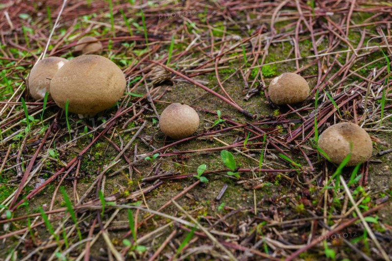 Close-up of a fungus