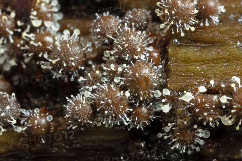 Red-headed slime mould white fruiting balls on several conical red-brown fruiting bodies next to each other on tree trunk