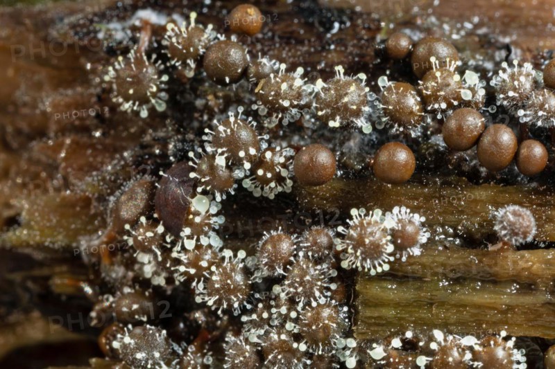 Red-headed slime mould white fruiting balls on several conical red-brown fruiting bodies next to each other on tree trunk