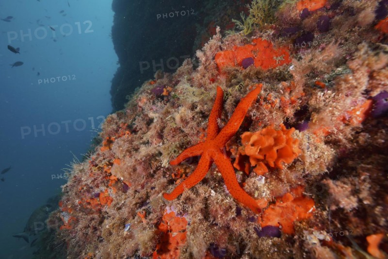Mediterranean red sea star