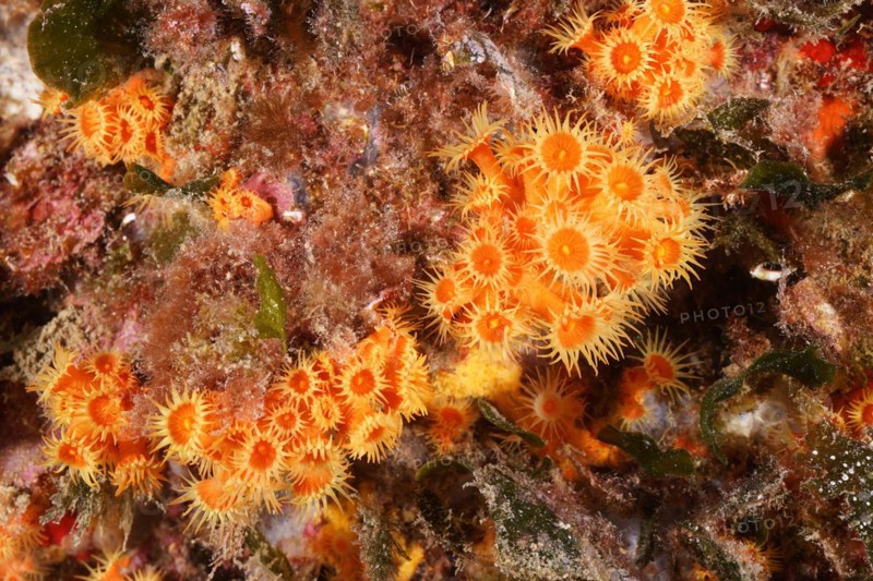 Yellow cluster anemone