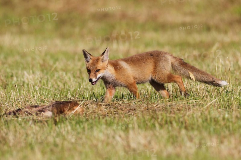 Red fox