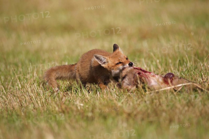 Red fox