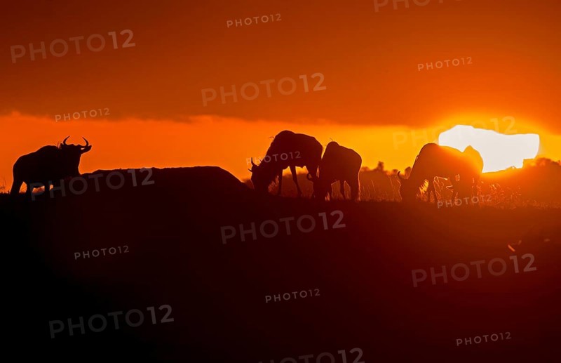 Grazing wildebeests at sunset in the plains of Masai Mara
