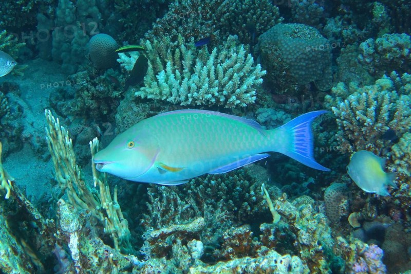Indian longnose parrotfish