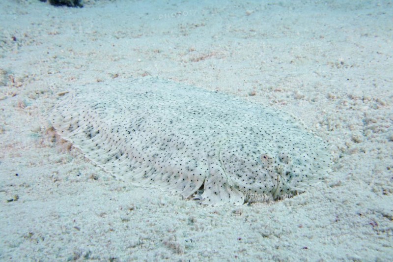 Well camouflaged finless sole