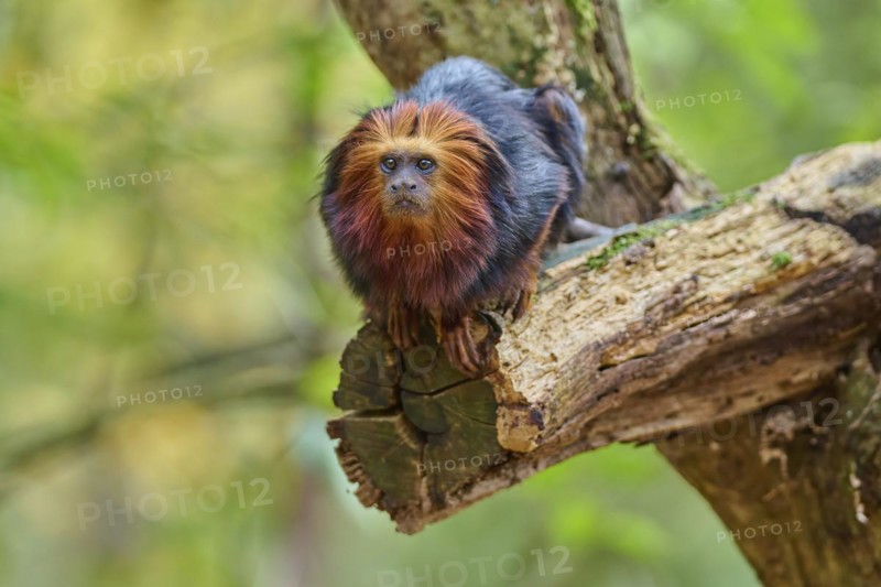 Golden-headed lion tamarin