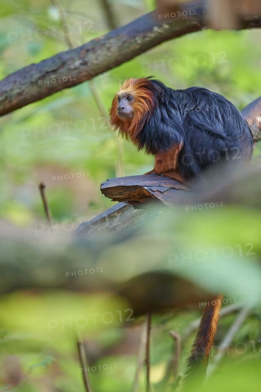 Golden-headed lion tamarin