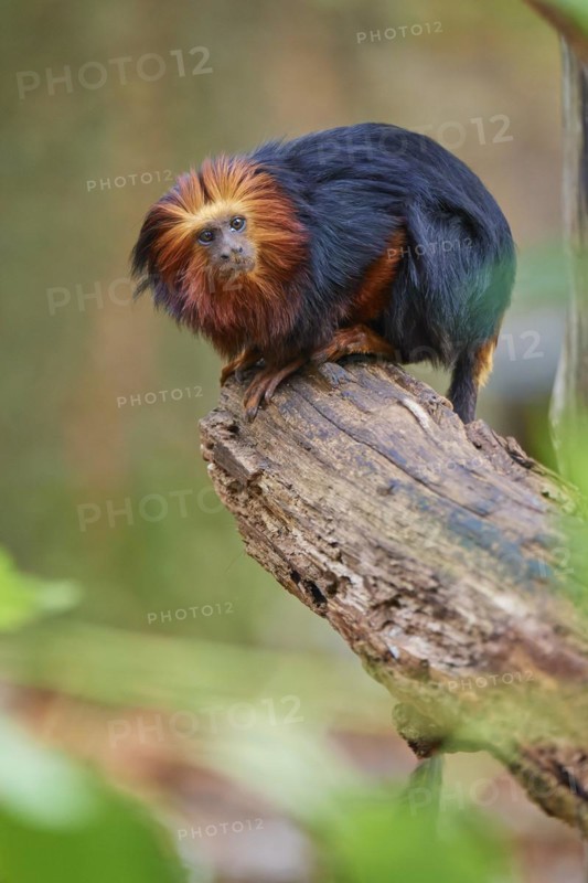 Golden-headed lion tamarin