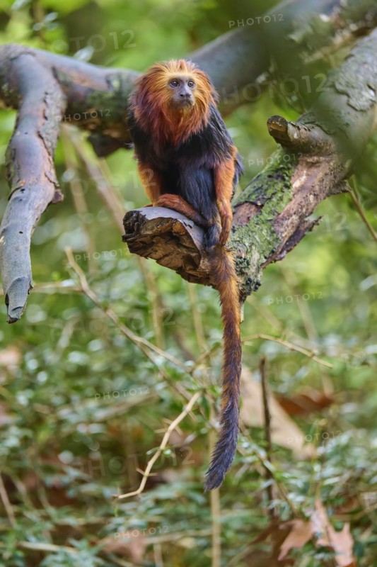 Golden-headed lion tamarin