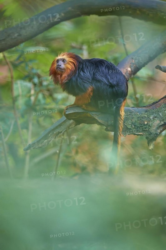 Golden-headed lion tamarin