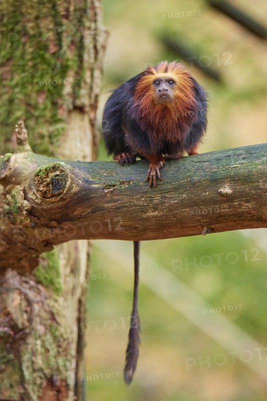 Golden-headed lion tamarin