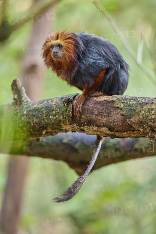 Golden-headed lion tamarin