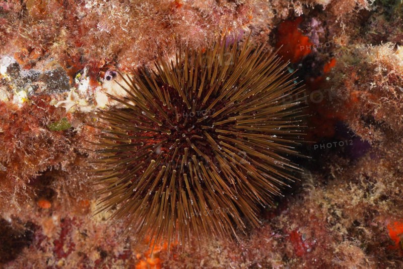Rock sea urchin