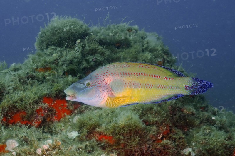 A east atlantic peacock wrasse