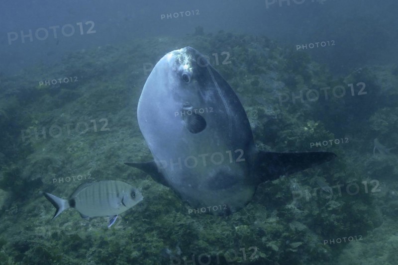 Ocean sunfish