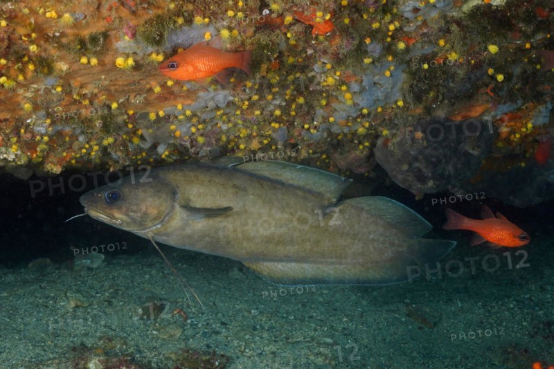 Dark forkbeard