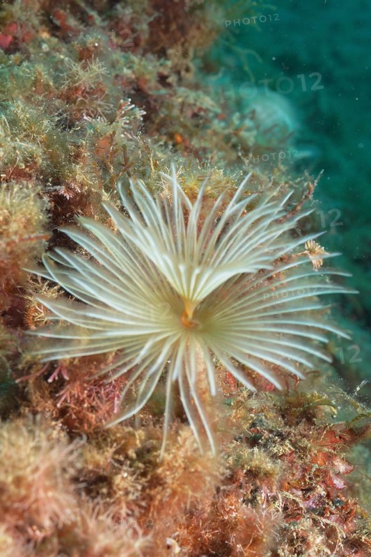 Mediterranean fanworm