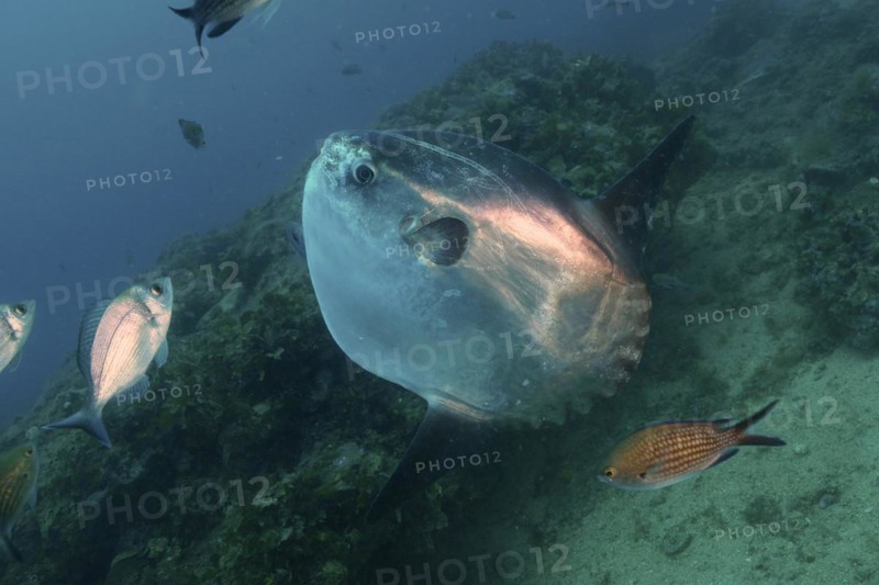 Ocean sunfish