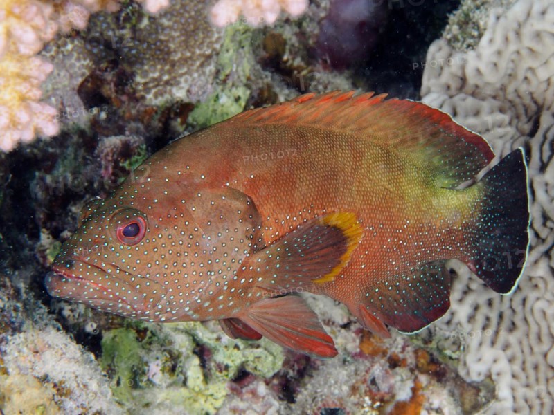 Yellowfin hind