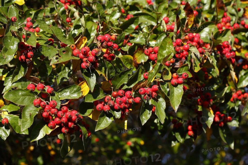 European rowan